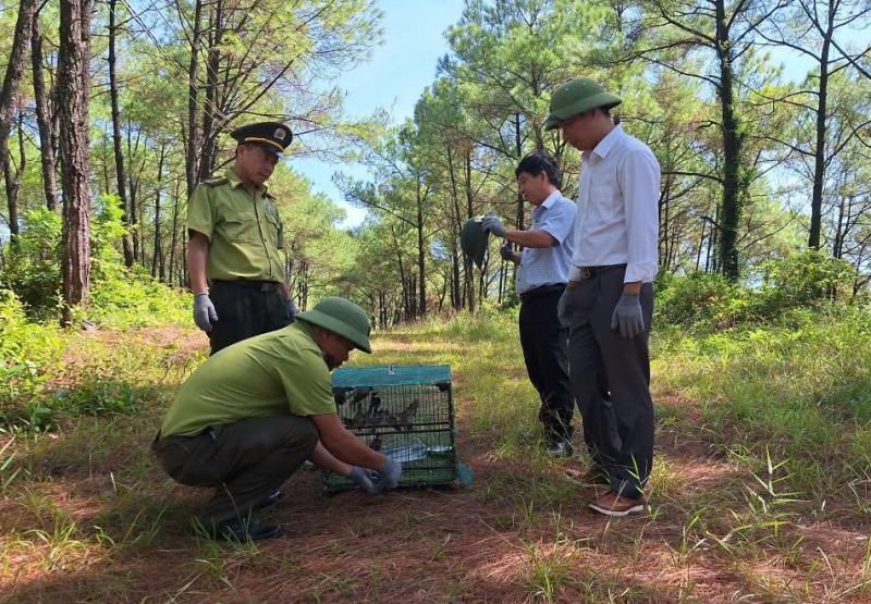 Huế xử lý nghiêm các trường hợp mua bán chim phóng sinh dịp lễ Vu Lan -0
