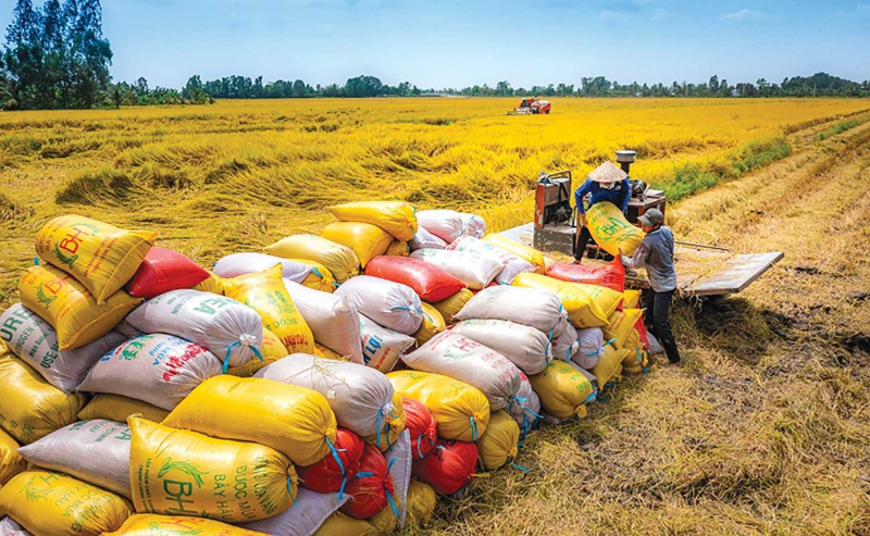 Philippines, Indonesia tạm ngừng nhập khẩu gạo: Nông dân không cần lo lắng về đầu ra của hạt lúa -0