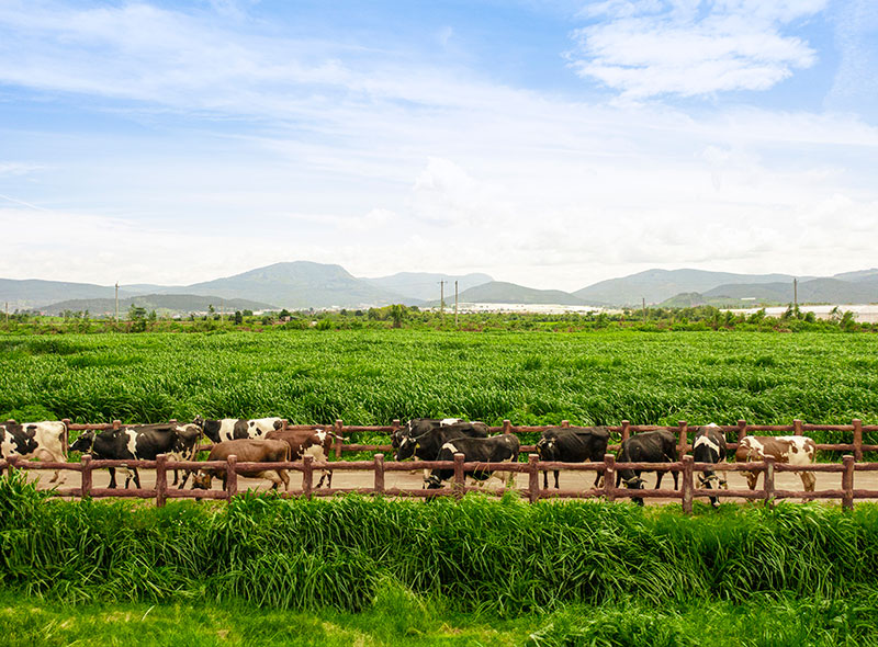 Chiếc nắp chai góp phần giúp Vinamilk tăng trưởng doanh số gần 80% tại New Zealand -0