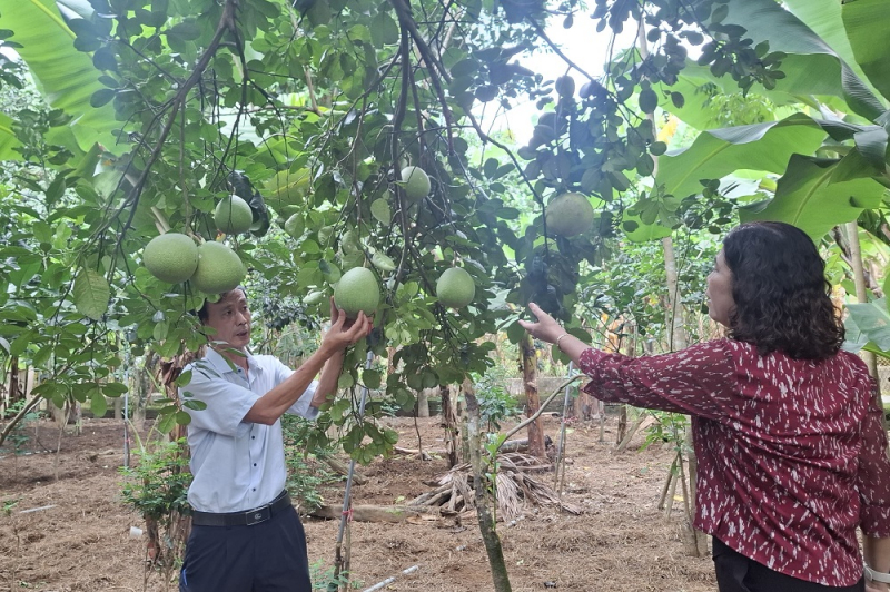 Mở rộng thị trường tiêu thụ trái cây từng “tiến vua” ở xứ Huế -0