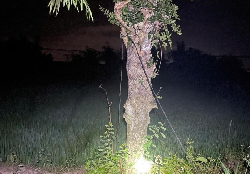 Hai người tử vong nghi do trúng điện bẫy chuột -0