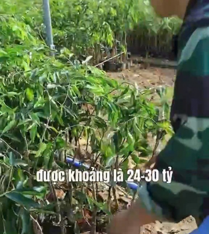 Cảnh báo về cây “kỳ hải nam” cho doanh thu tới 30 tỷ đồng/ha -0