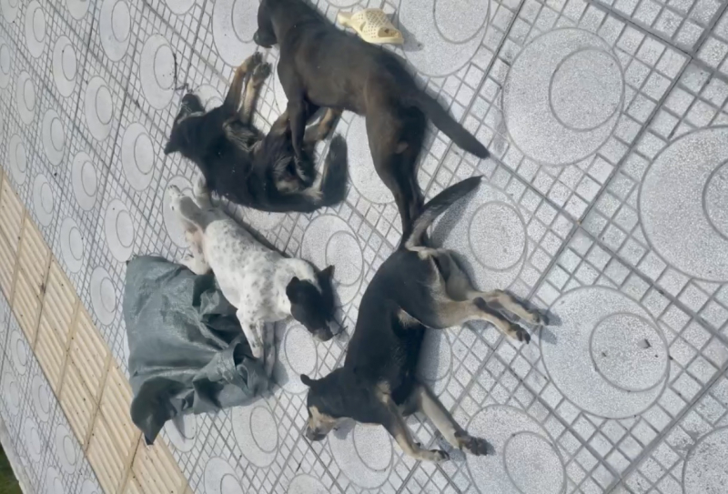 Truy xét 2 đối tượng trộm chó manh động cướp xe người dân để tẩu thoát -0