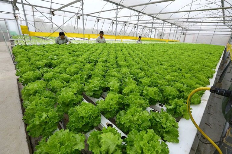 hanoimoi.com.vn-uploads-anhthu-2018-3-6-_vietgap.jpg -0