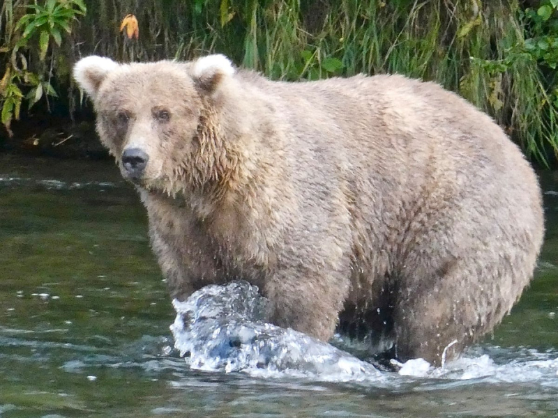 Cuộc thi tìm chú gấu béo nhất ở Alaska -0