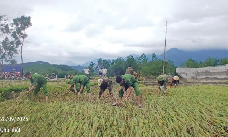 Công an xã Vạn Xuân giúp dân gặt lúa “chạy bão” -0