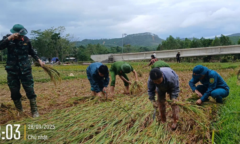 Công an xã Vạn Xuân giúp dân gặt lúa “chạy bão” -0