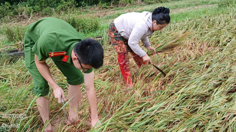 Công an xã Vạn Xuân giúp dân gặt lúa “chạy bão” -0
