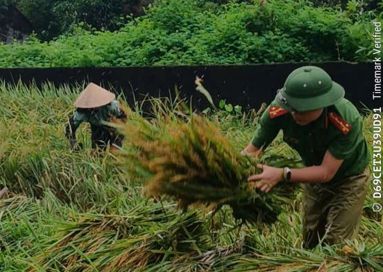 Công an xã Vạn Xuân giúp dân gặt lúa “chạy bão” -0