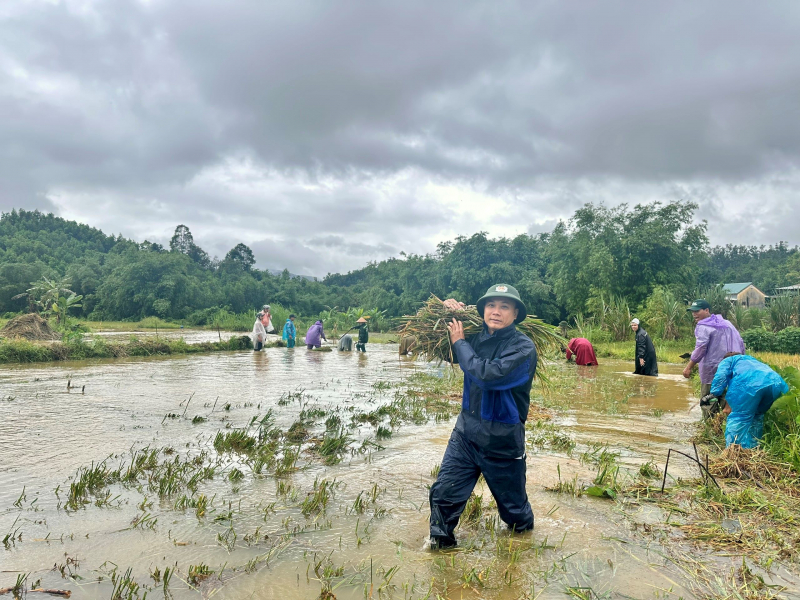 Công an xã lội bùn giúp người dân miền núi A Lưới thu hoạch lúa sau bão -0