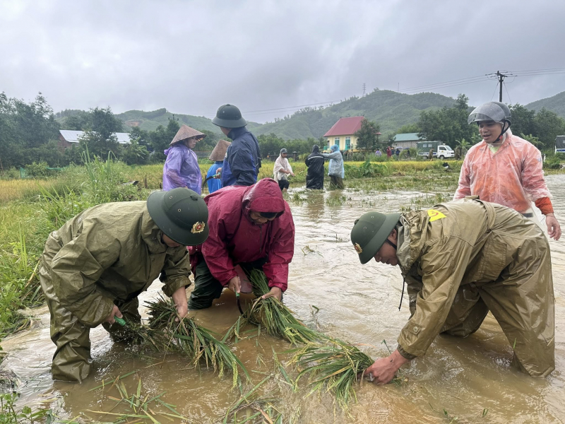 Công an xã lội bùn giúp người dân miền núi A Lưới thu hoạch lúa sau bão -0