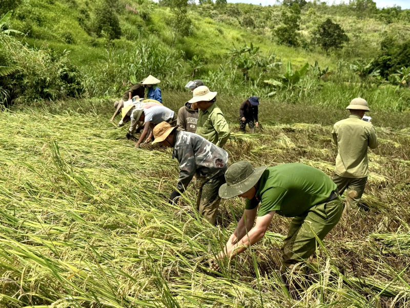 Công an xã lội bùn giúp người dân miền núi A Lưới thu hoạch lúa sau bão -1