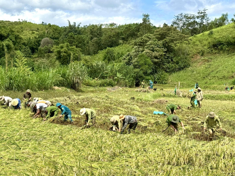 Công an xã lội bùn giúp người dân miền núi A Lưới thu hoạch lúa sau bão -0