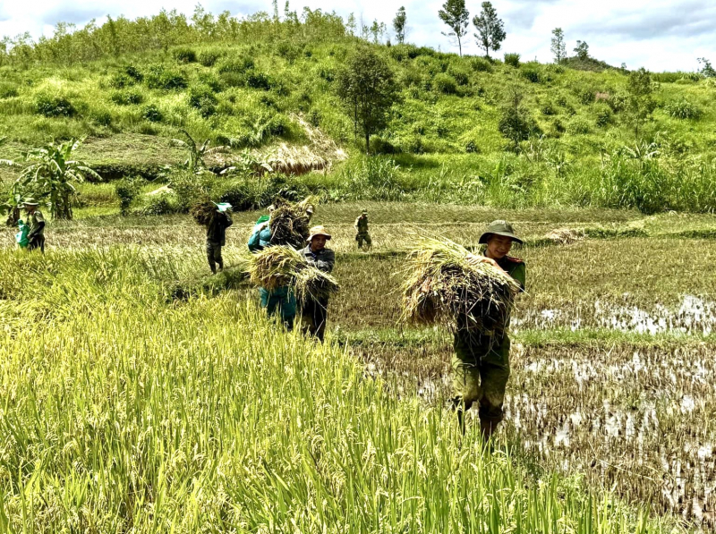 Công an xã lội bùn giúp người dân miền núi A Lưới thu hoạch lúa sau bão -0