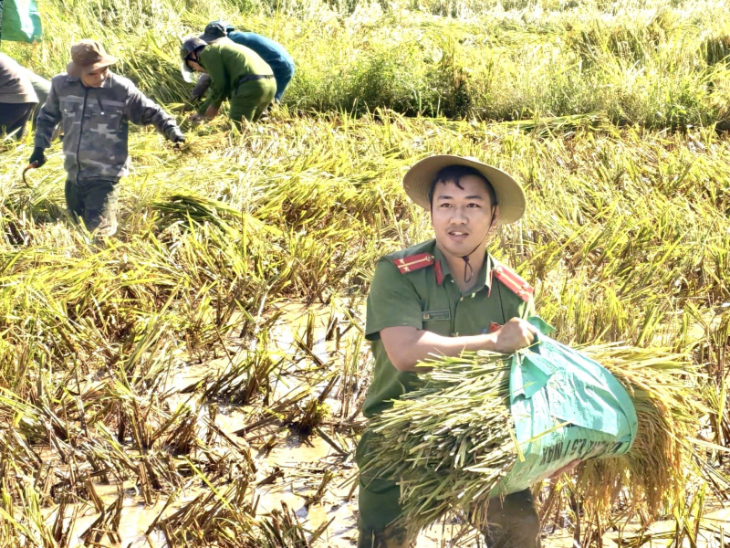 Công an xã lội bùn giúp người dân miền núi A Lưới thu hoạch lúa sau bão -0