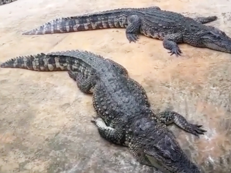 Bắt Giám đốc doanh nghiệp và chủ Trang trại nông nghiệp nuôi nhốt động vật hoang dã quý hiếm -0