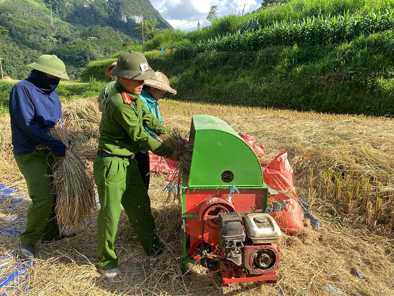 Công an xã giúp dân thu hoạch vụ lúa thu đông trước khi cơn bão số 11 đổ bộ -0