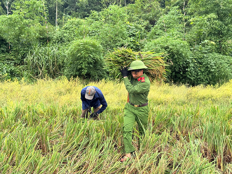 Công an xã giúp dân thu hoạch vụ lúa thu đông trước khi cơn bão số 11 đổ bộ -1