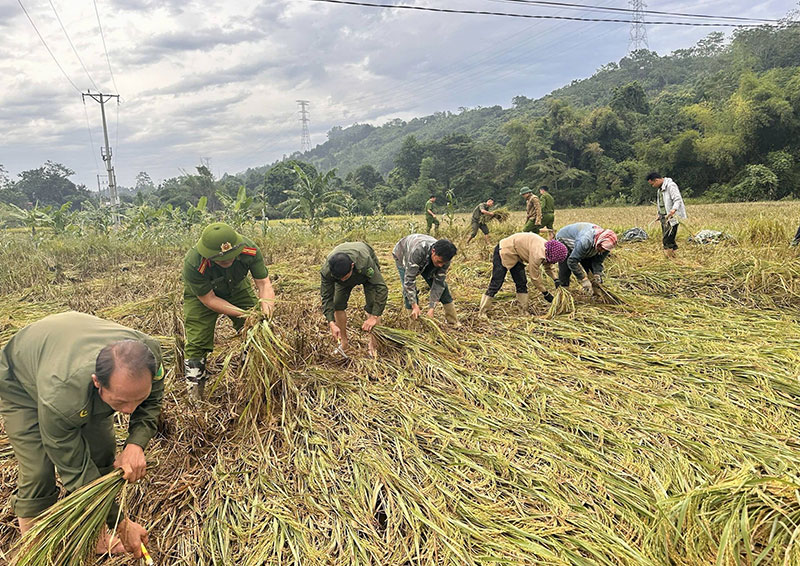 Công an xã giúp dân thu hoạch vụ lúa thu đông trước khi cơn bão số 11 đổ bộ -2