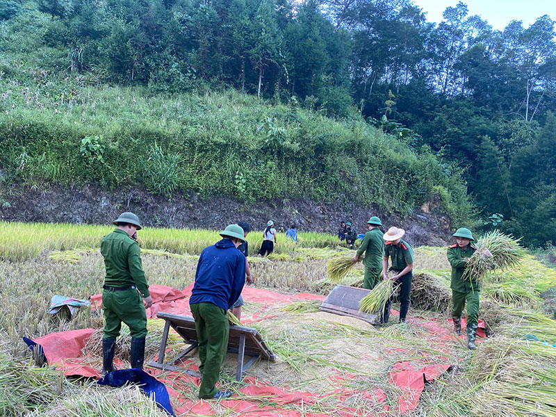 Công an xã giúp dân thu hoạch vụ lúa thu đông trước khi cơn bão số 11 đổ bộ -1