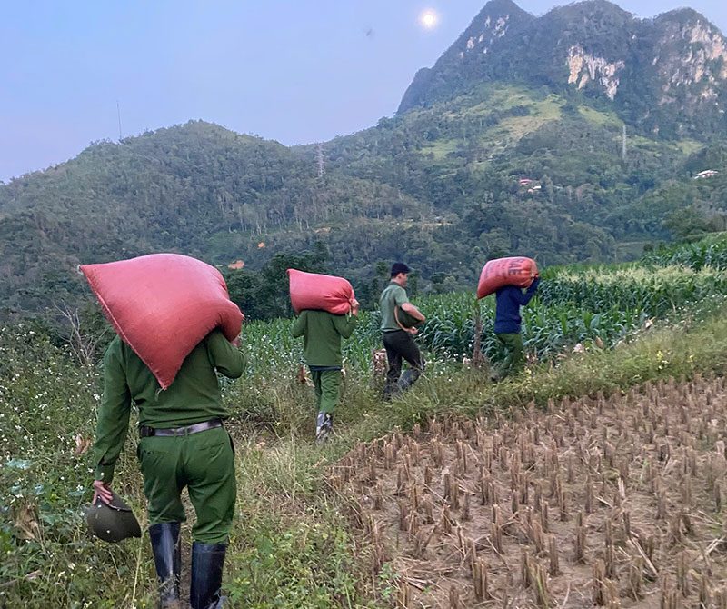 Công an xã giúp dân thu hoạch vụ lúa thu đông trước khi cơn bão số 11 đổ bộ -0