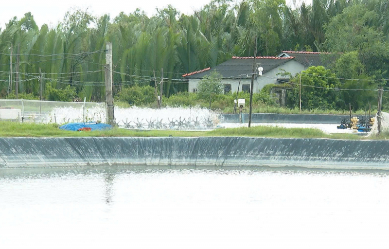 Agribank Chi nhánh Trà Vinh tiếp sức phát triển nghề nuôi trồng thủy sản ở xã Long Hòa -0