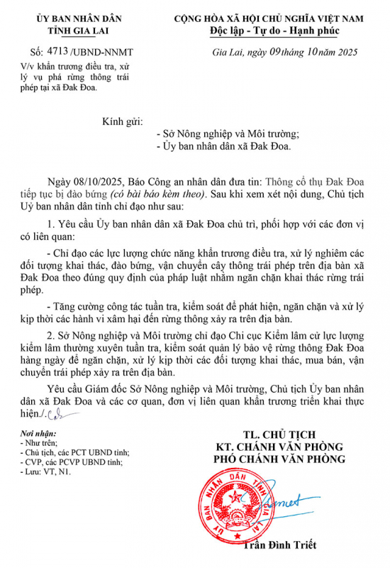 Chủ tịch tỉnh Gia Lai chỉ đạo nóng sau phản ánh thông cổ thụ bị đào bứng -0