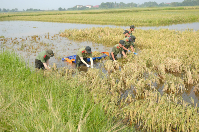Học viện Chính trị CAND hỗ trợ nhân dân xã Đa Phúc thu hoạch lúa, hoa màu bị ngập úng -0