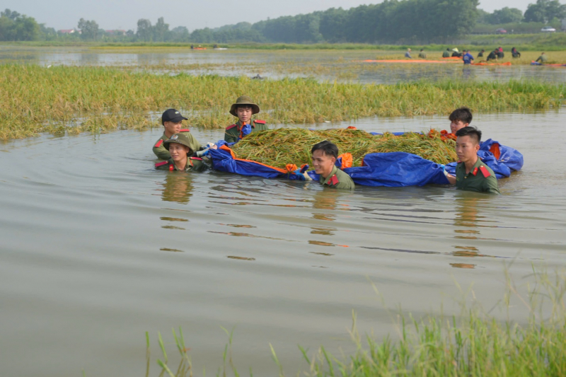 Học viện Chính trị CAND hỗ trợ nhân dân xã Đa Phúc thu hoạch lúa, hoa màu bị ngập úng -0