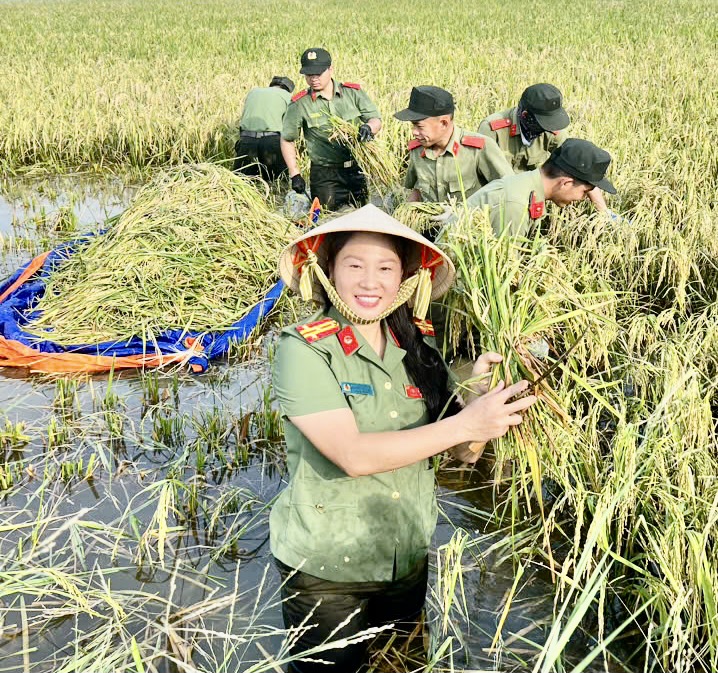 Học viện Chính trị CAND hỗ trợ nhân dân xã Đa Phúc thu hoạch lúa, hoa màu bị ngập úng -0