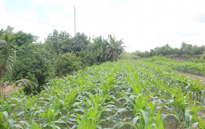 Agribank tiếp sức người nuôi cua Năm Căn Cà Mau -0