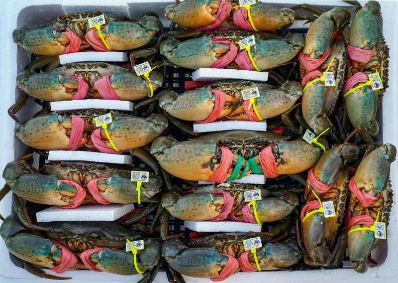 Agribank tiếp sức người nuôi cua Năm Căn Cà Mau -0