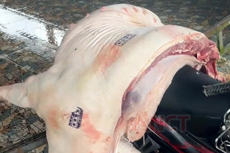 Phát hiện vụ giết mổ, mua bán thịt nhiễm dịch tả lợn châu Phi -0