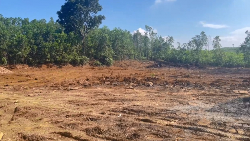 Từ phản ánh của Báo CAND, trạm cân kiểm, thu mua cây gỗ keo “mọc” lên trái phép đã được thu dọn -0