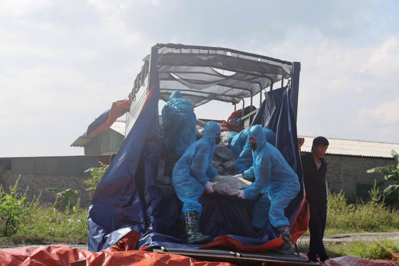 Khởi tố đối tượng giết mổ lợn nhiễm bệnh dịch tả Châu Phi bán ra thị trường -0