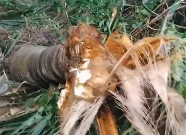 Người dân bất an khi voi rừng liên tiếp xuất hiện phá hoại hoa màu -0