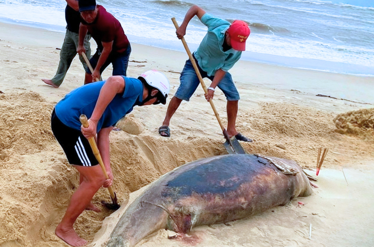 Xác cá heo dài gần 2m trôi dạt vào bờ biển Nhật Lệ -0