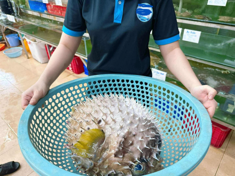 “Thần y mạng” chữa bệnh bằng độc dược -2