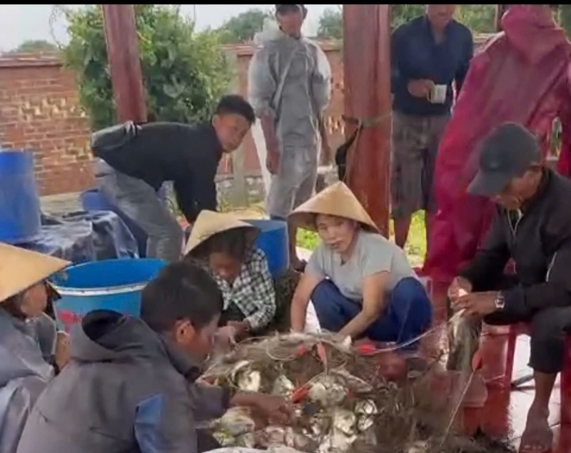 Đà Nẵng: Bờ đắp tạm sóng đánh vỡ, hàng tấn cá lồng bè bị cuốn trôi ra biển -2