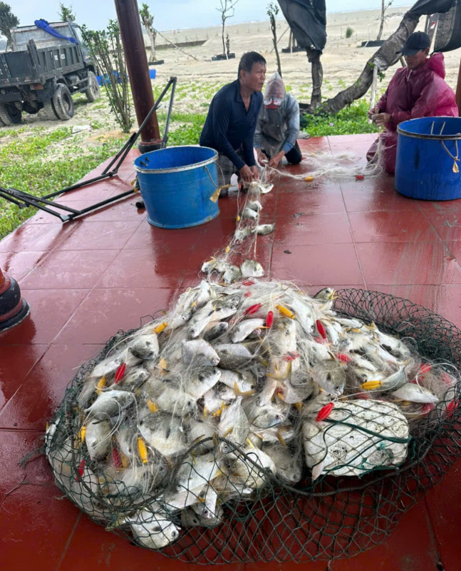 Đà Nẵng: Bờ đắp tạm sóng đánh vỡ, hàng tấn cá lồng bè bị cuốn trôi ra biển -3