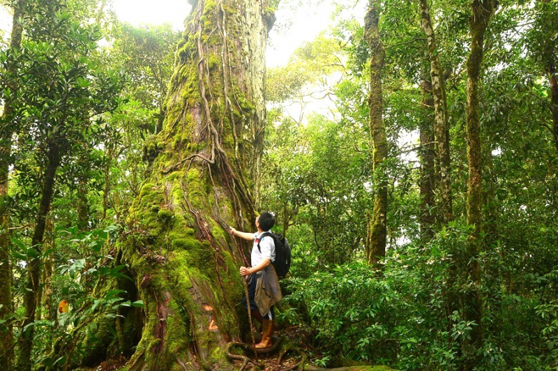 Chiêm ngưỡng quần thể pơ mu 1.300 năm tuổi ở VQG Bidoup – Núi Bà -0