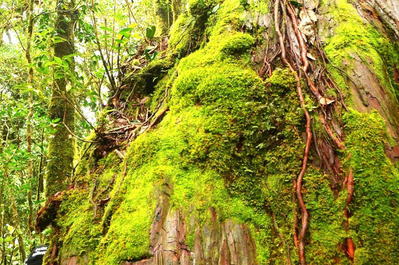 Chiêm ngưỡng quần thể pơ mu 1.300 năm tuổi ở VQG Bidoup – Núi Bà -1