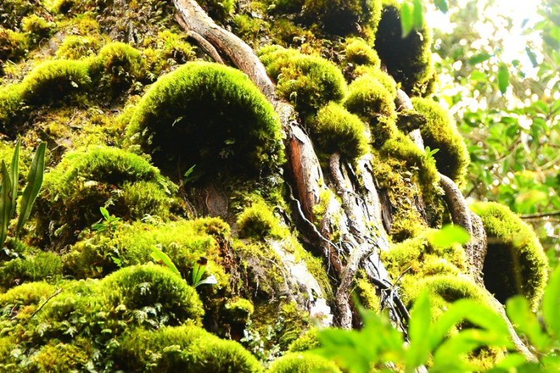 Chiêm ngưỡng quần thể pơ mu 1.300 năm tuổi ở VQG Bidoup – Núi Bà -2