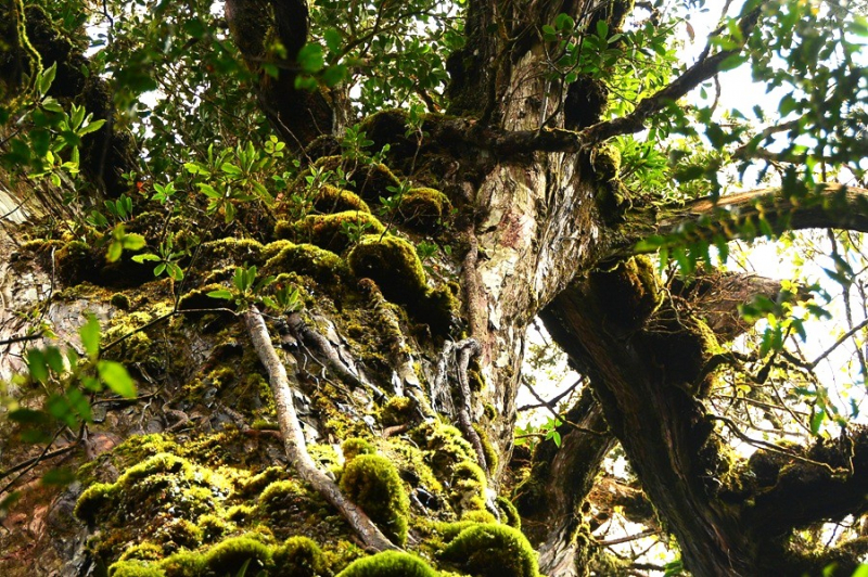 Chiêm ngưỡng quần thể pơ mu 1.300 năm tuổi ở VQG Bidoup – Núi Bà -3