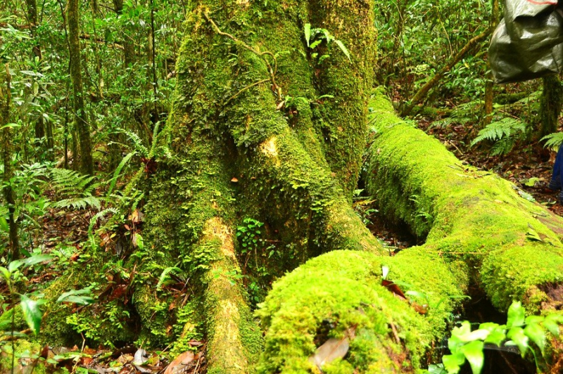 Chiêm ngưỡng quần thể pơ mu 1.300 năm tuổi ở VQG Bidoup – Núi Bà -4