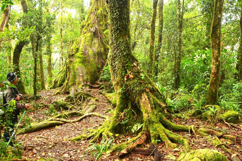 Chiêm ngưỡng quần thể pơ mu 1.300 năm tuổi ở VQG Bidoup – Núi Bà -5