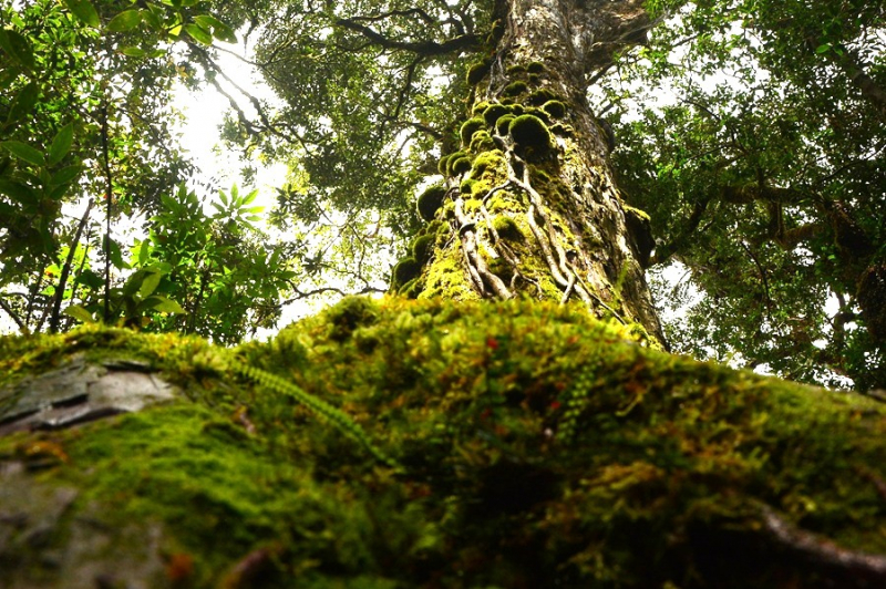 Chiêm ngưỡng quần thể pơ mu 1.300 năm tuổi ở VQG Bidoup – Núi Bà -6