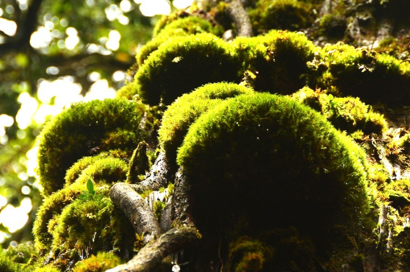 Chiêm ngưỡng quần thể pơ mu 1.300 năm tuổi ở VQG Bidoup – Núi Bà -7