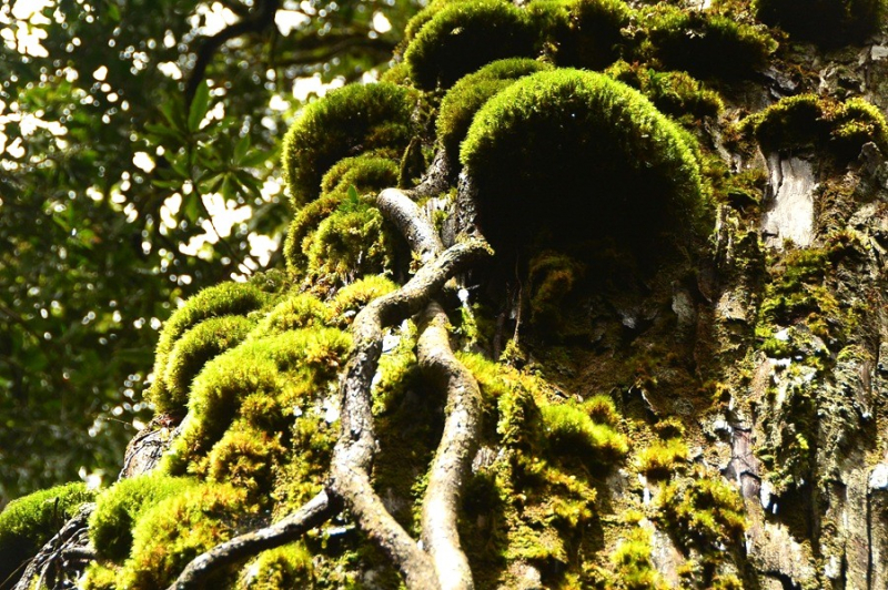 Chiêm ngưỡng quần thể pơ mu 1.300 năm tuổi ở VQG Bidoup – Núi Bà -8