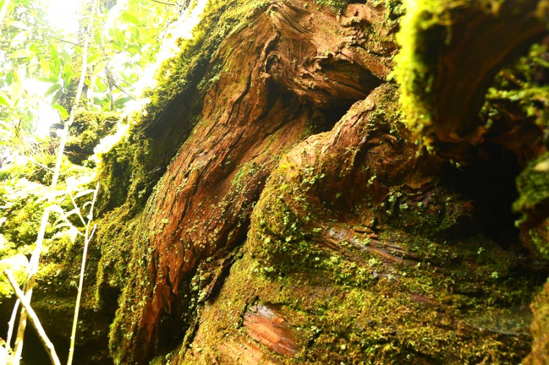 Chiêm ngưỡng quần thể pơ mu 1.300 năm tuổi ở VQG Bidoup – Núi Bà -9